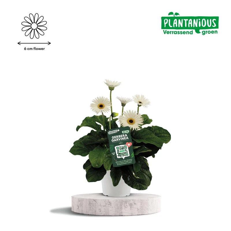 Garvinea Gerbera Wit