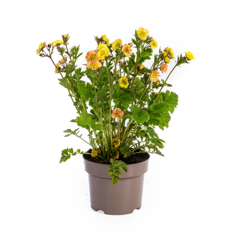 Geum Rivale Yellow