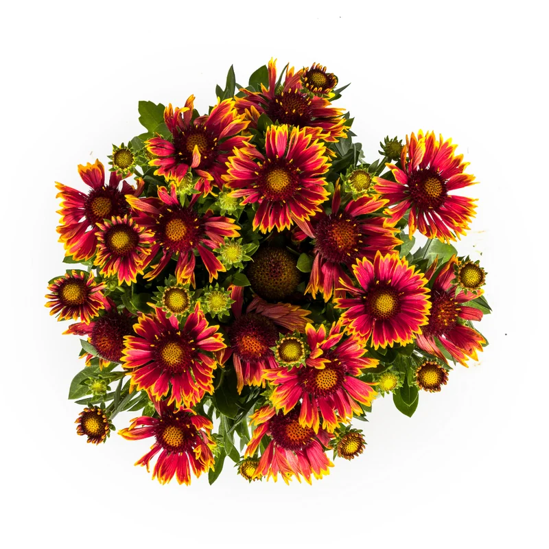 Gaillardia Aristata