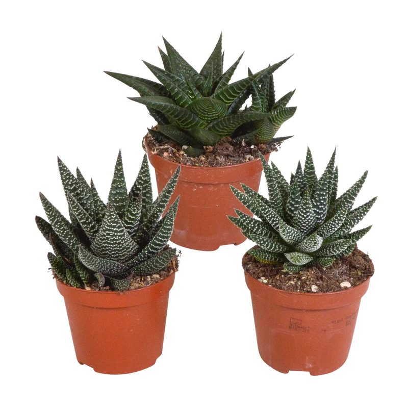 Gasteria/Haworthia mix