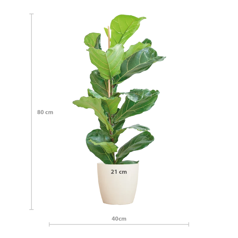 Ficus Lyrata met witte pot