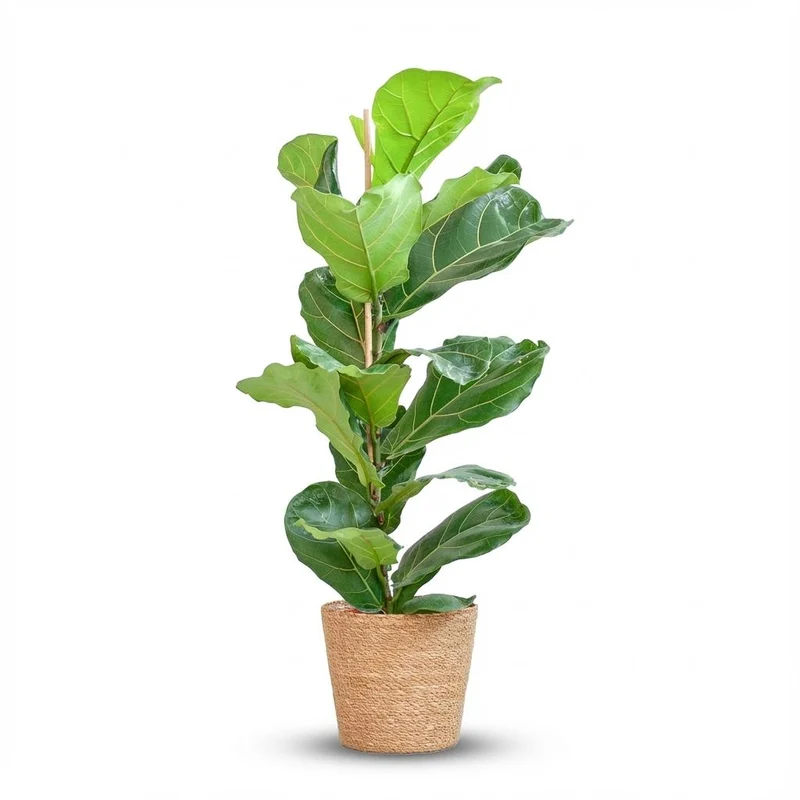 Ficus Lyrata met Mand Zeegras naturel