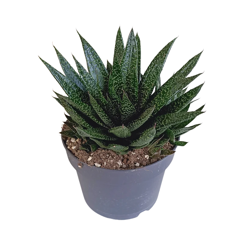 Gasteria 'd Due