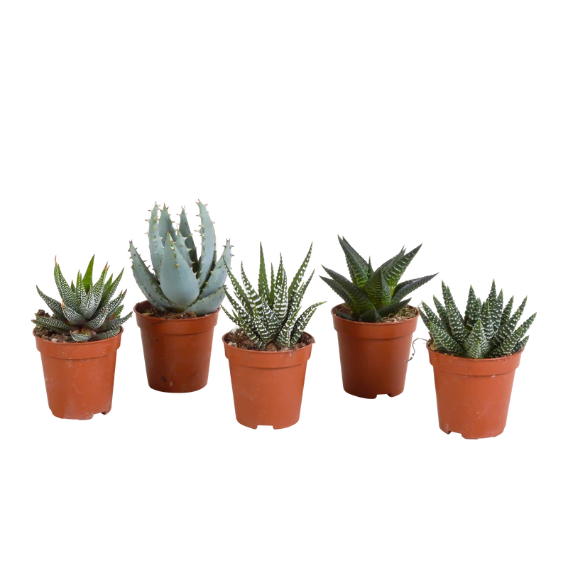 Gasteria/Haworthia mix