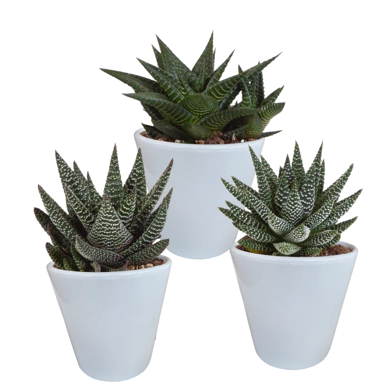 Gasteria/Haworthia mix