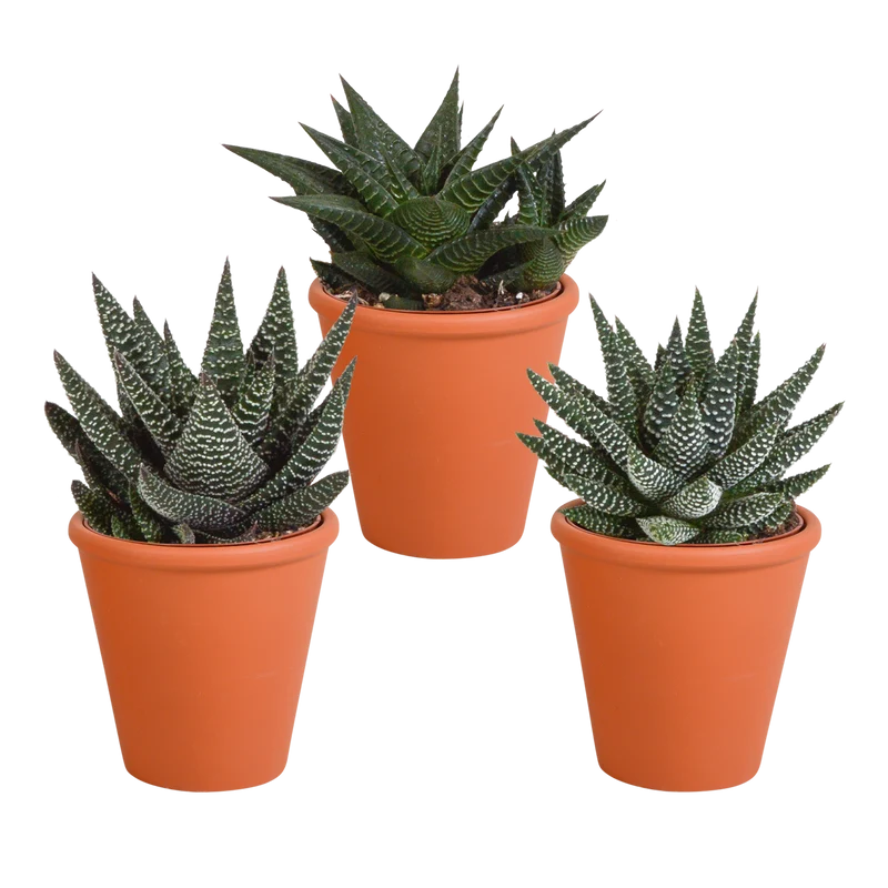 Gasteria/Haworthia mix
