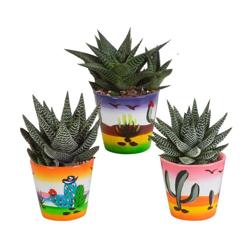 Gasteria/Haworthia mix