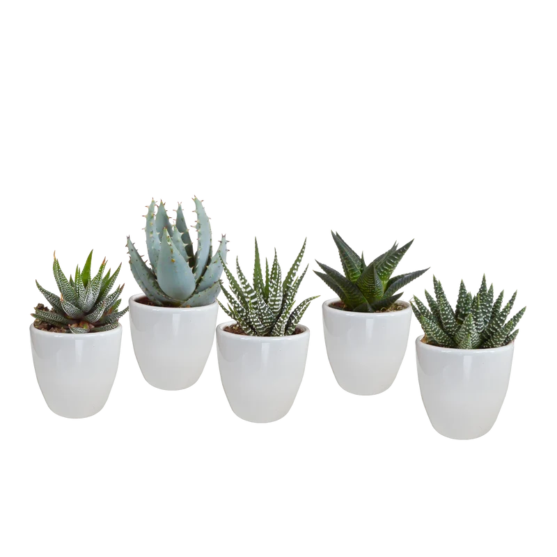 Gasteria/Haworthia mix