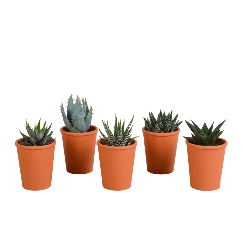 Gasteria/Haworthia mix