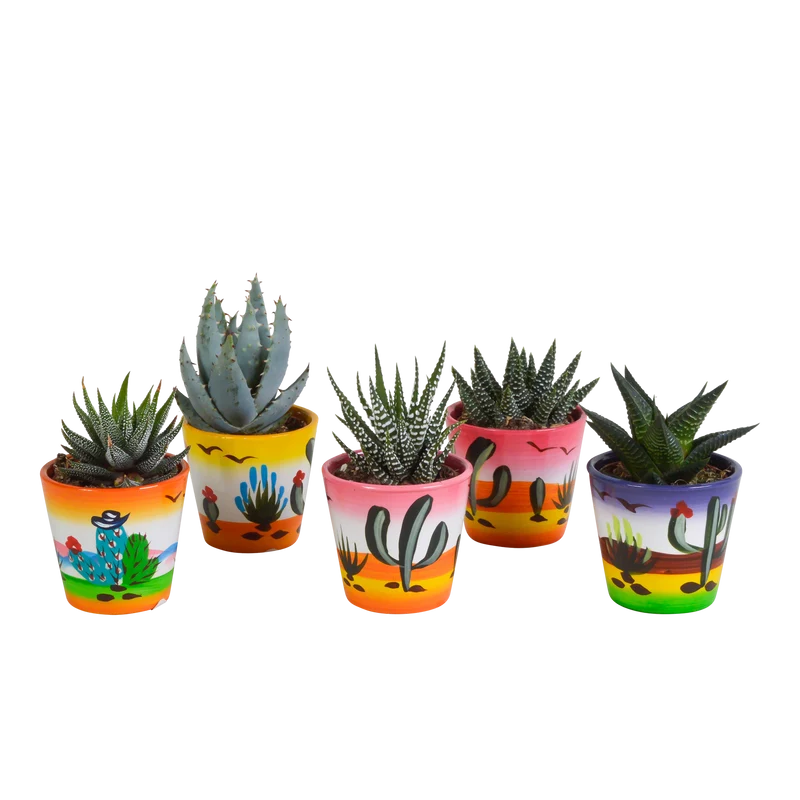 Gasteria/Haworthia mix