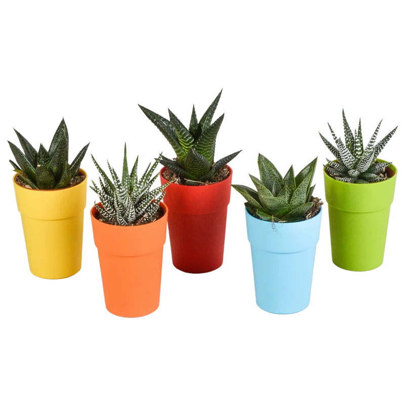 Gasteria/Haworthia mix