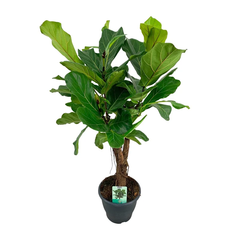 Ficus Lyrata