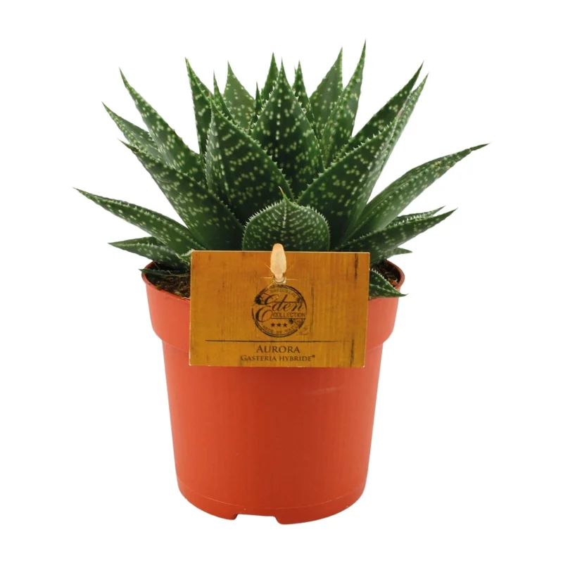 Gasteria Hybride Aurora