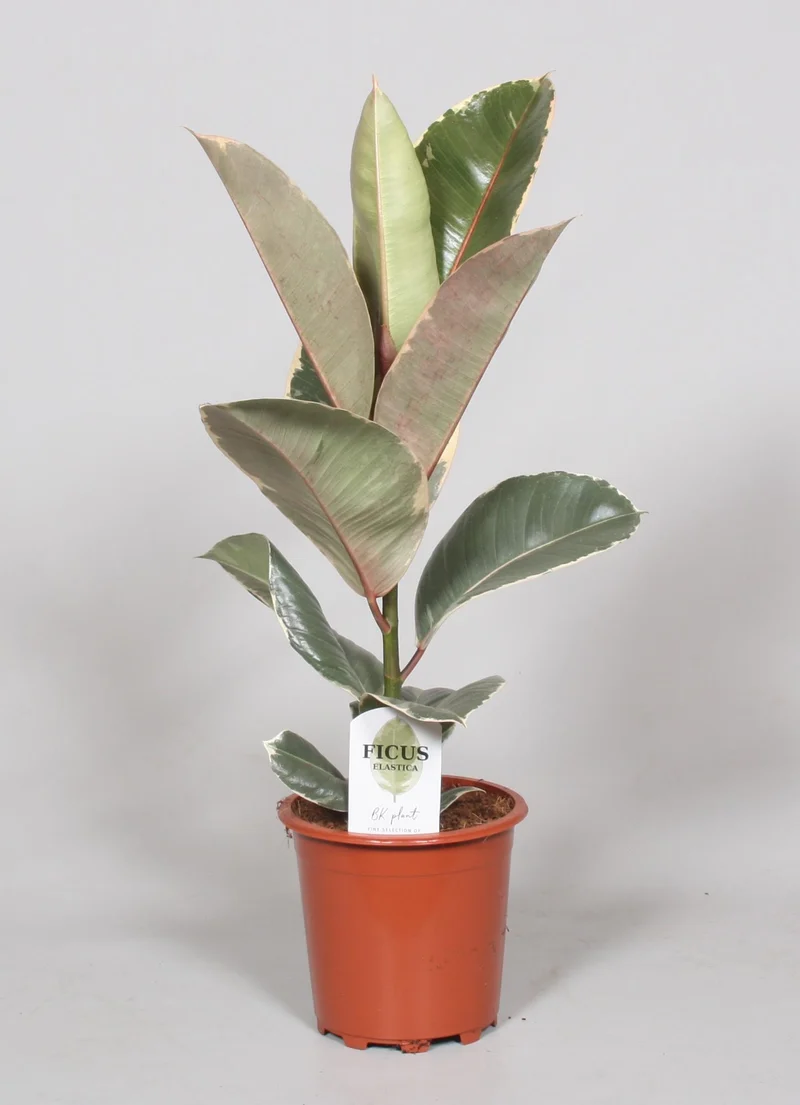 Ficus Elastica Tineke
