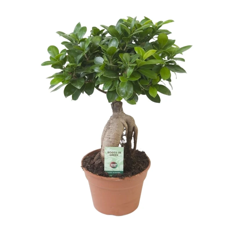 Ficus Ginseng