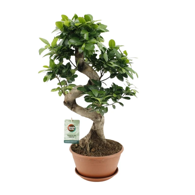 Ficus Ginseng