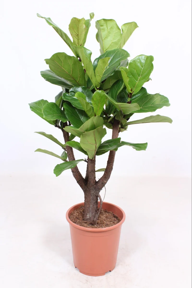 Ficus Lyrata vertakt