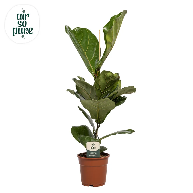 Ficus Lyrata
