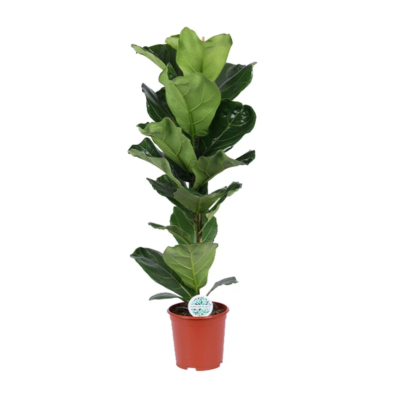 Ficus Lyrata
