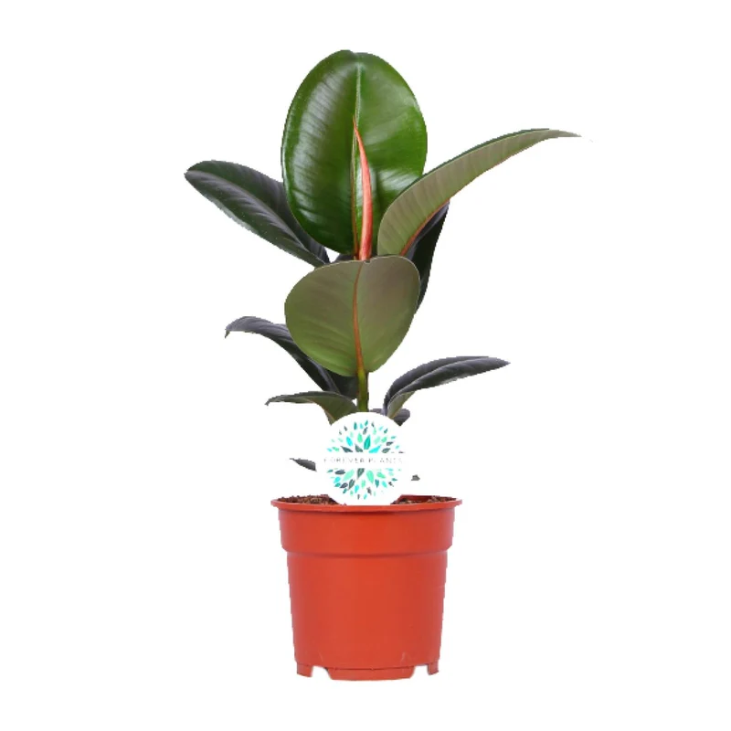 Ficus Elastica Robusta