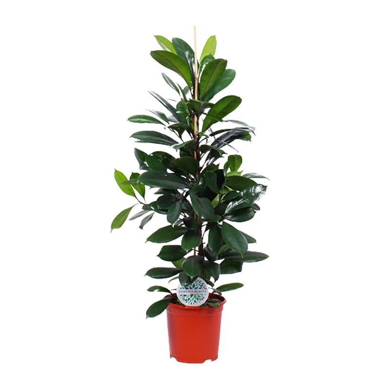Ficus Cyathistipula