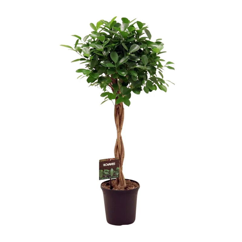 Ficus Micr. Moclame