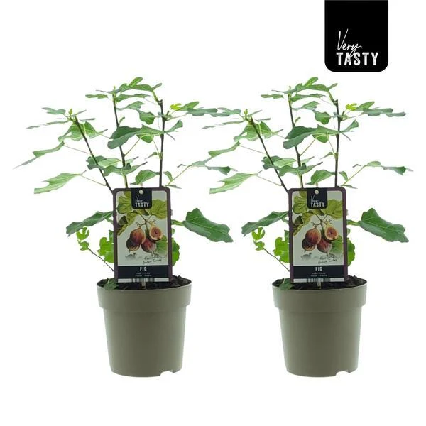 Ficus Brown Turkey (15018) - 2 stuks