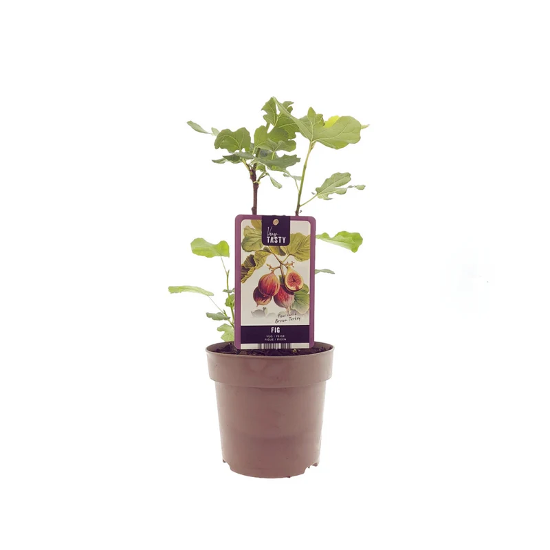 Ficus Brown Turkey