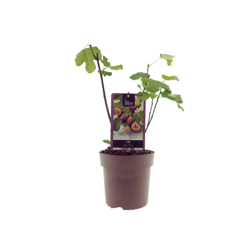 Ficus Bornholm (15017)