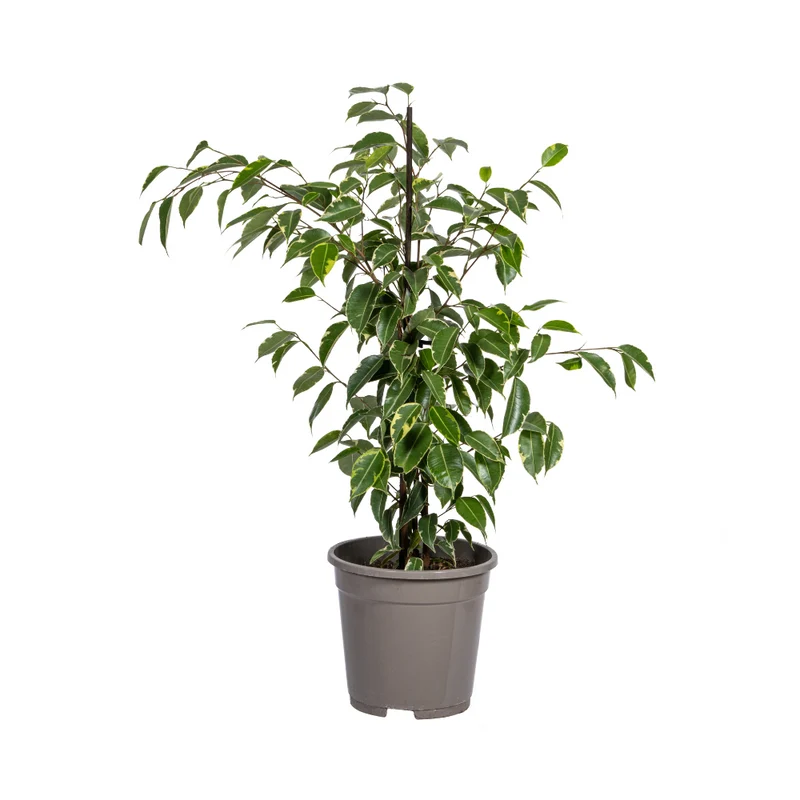 Ficus Benjamina Golden King