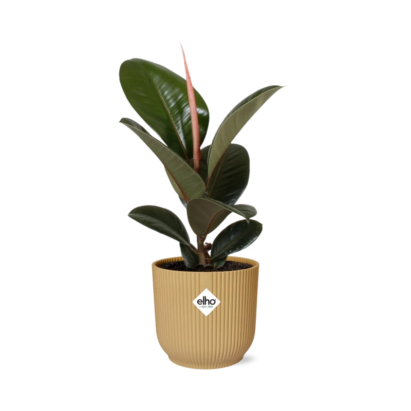 Ficus Elastica ‘Robusta’ in ELHO Vibes Fold 14cm geel