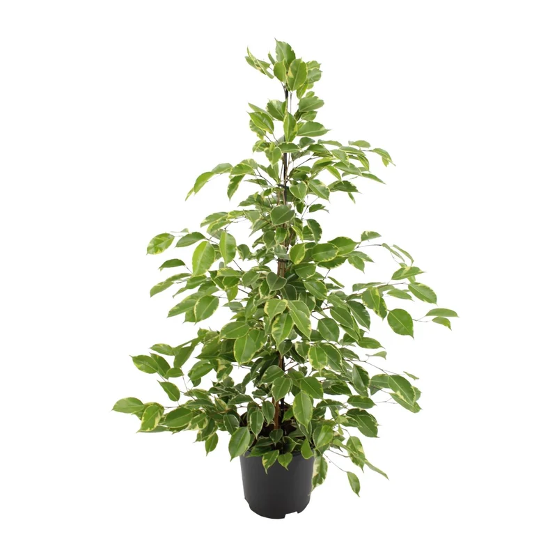 Ficus benjamina Goldenking