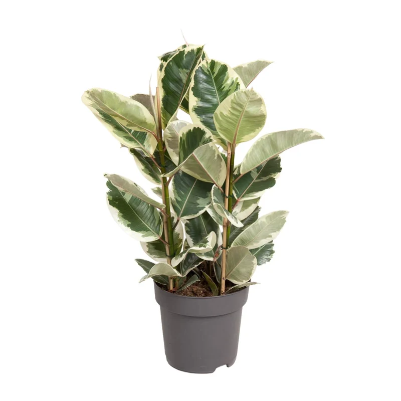 Ficus Elastica Tineke