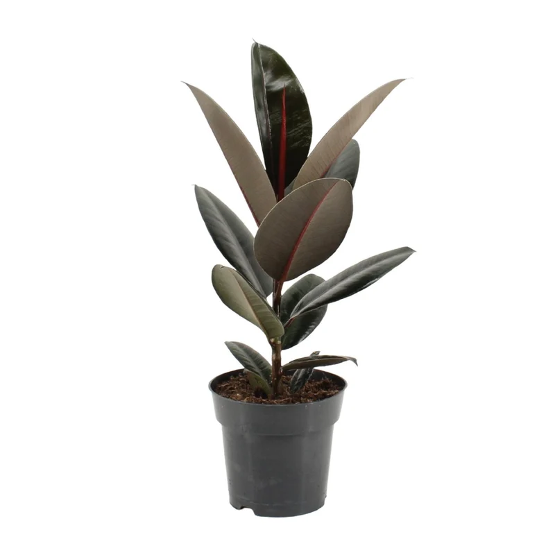 Ficus Elastica Abidjan