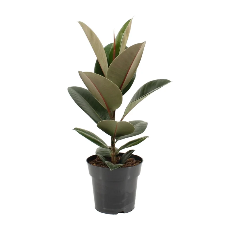 Ficus Elastica Robusta