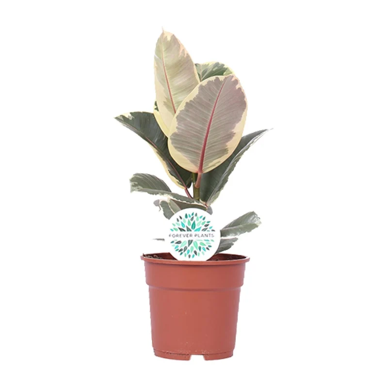 Ficus Elastica Tineke
