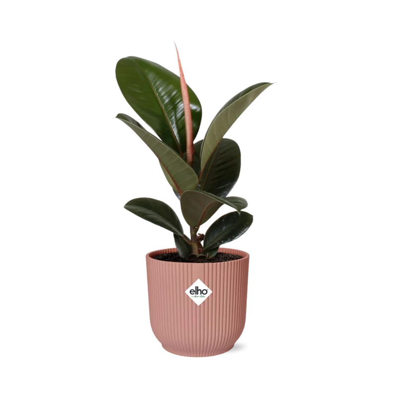 Ficus Elastica ‘Robusta’ in ELHO Vibes Fold 14cm roze