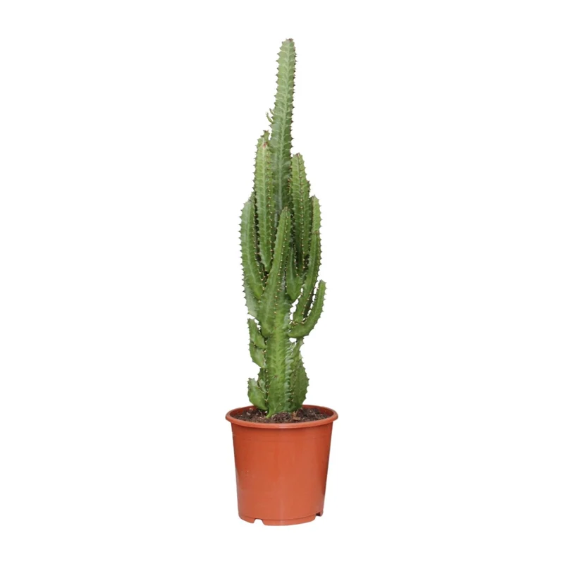 Euphorbia Trigona