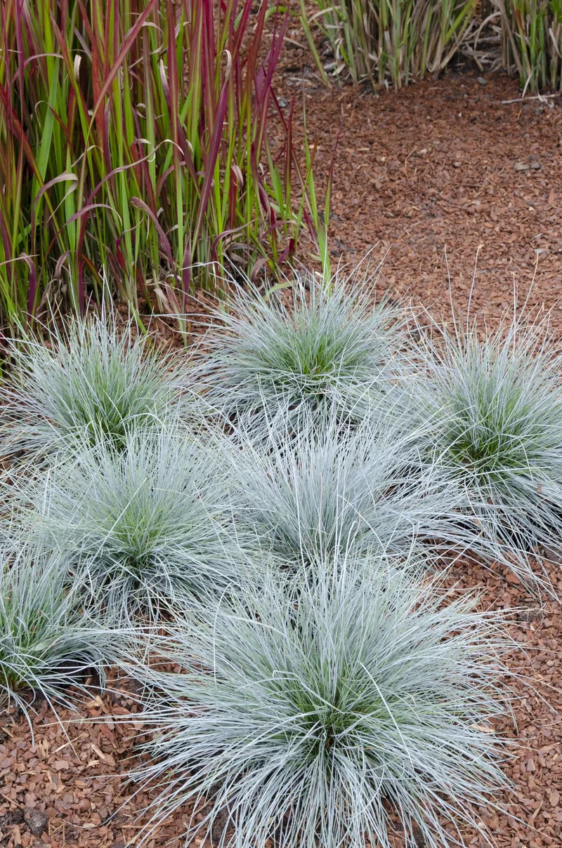 Festuca glauca Azura Blue