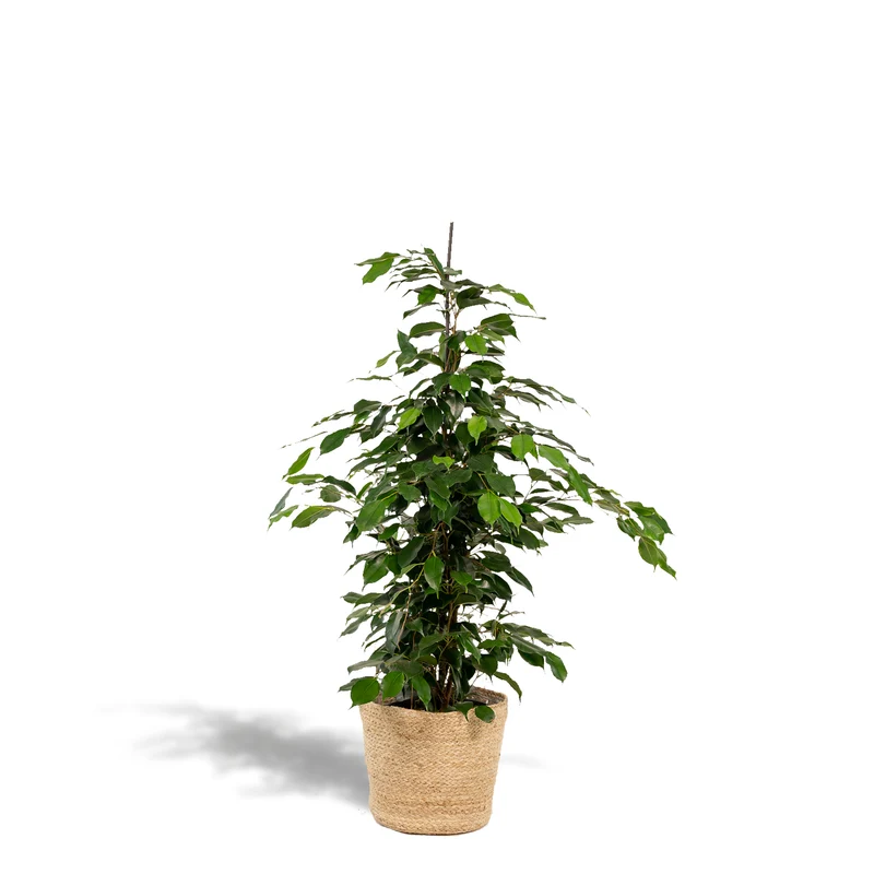 Ficus benjamina Danielle