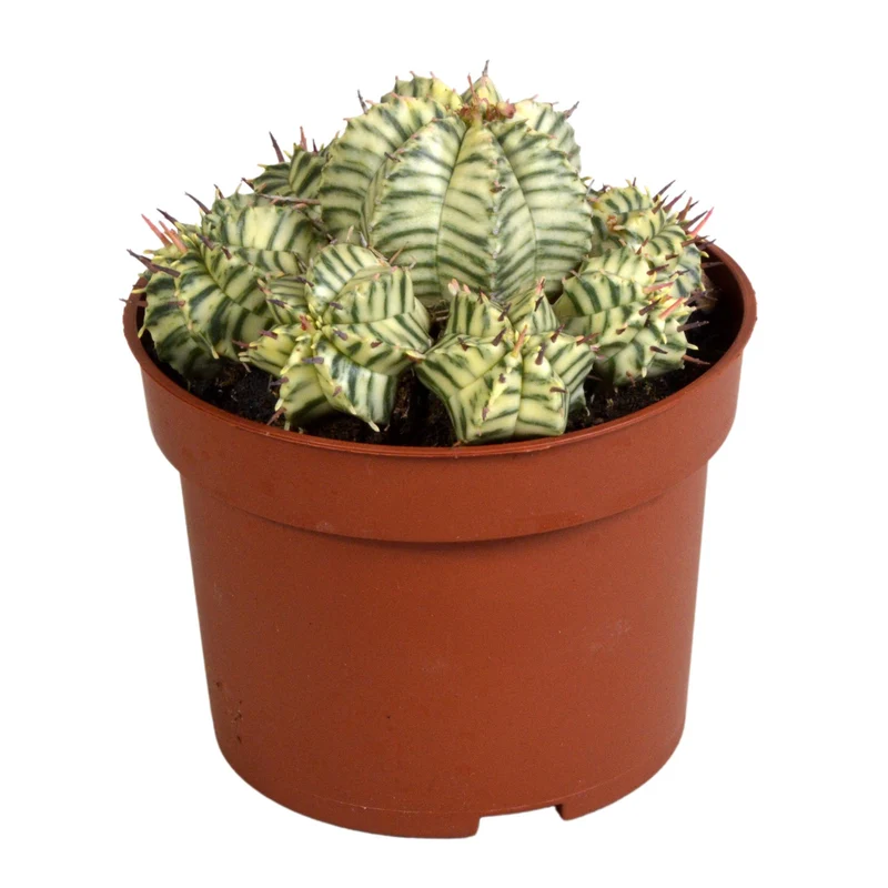 Euphorbia meloformis variegata - clay