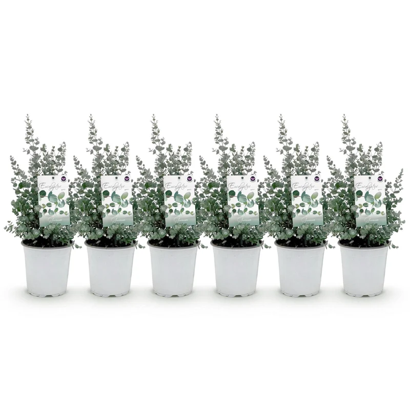 Eucalyptus boom