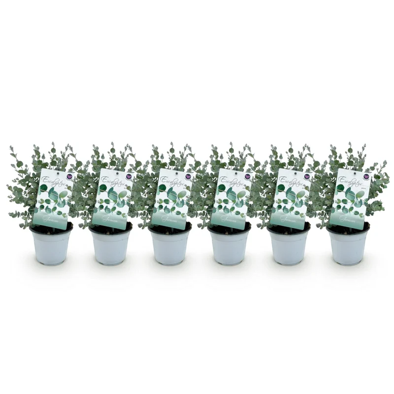 Eucalyptus boom