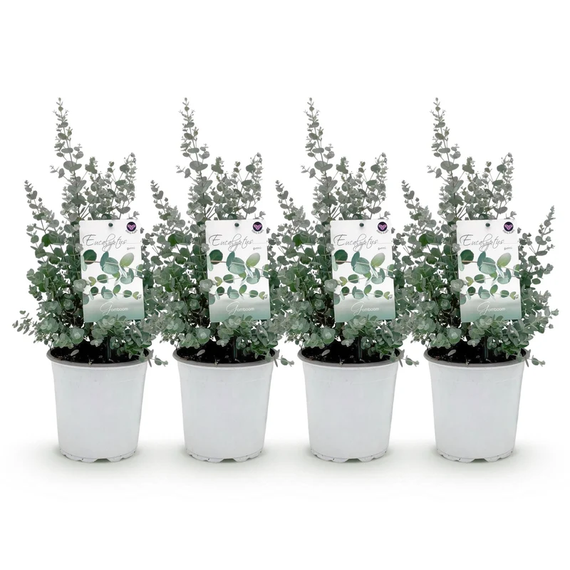 Eucalyptus boom