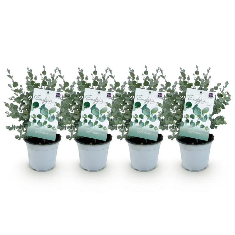 Eucalyptus boom