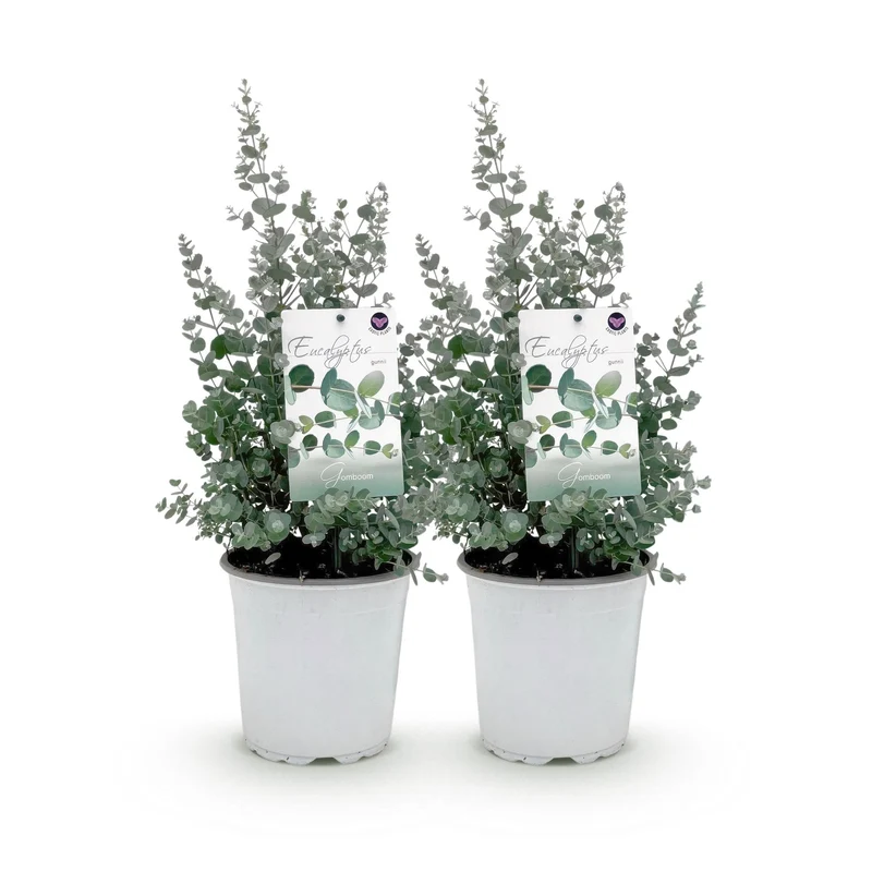 Eucalyptus boom