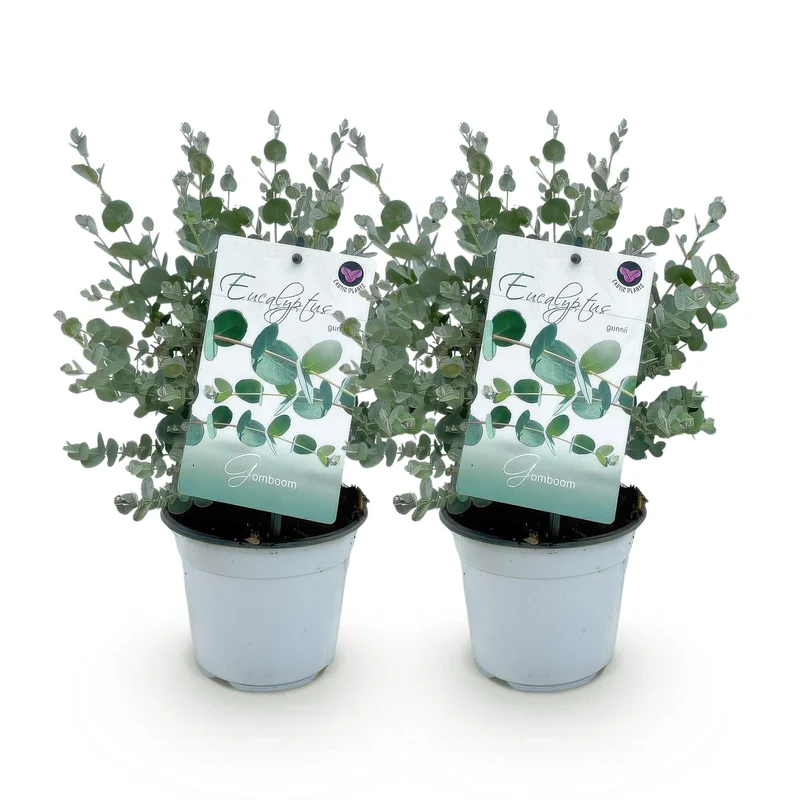 Eucalyptus boom