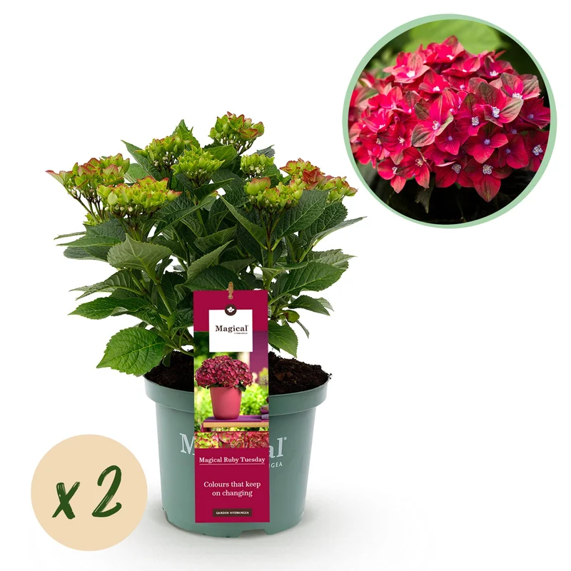 Hortensia