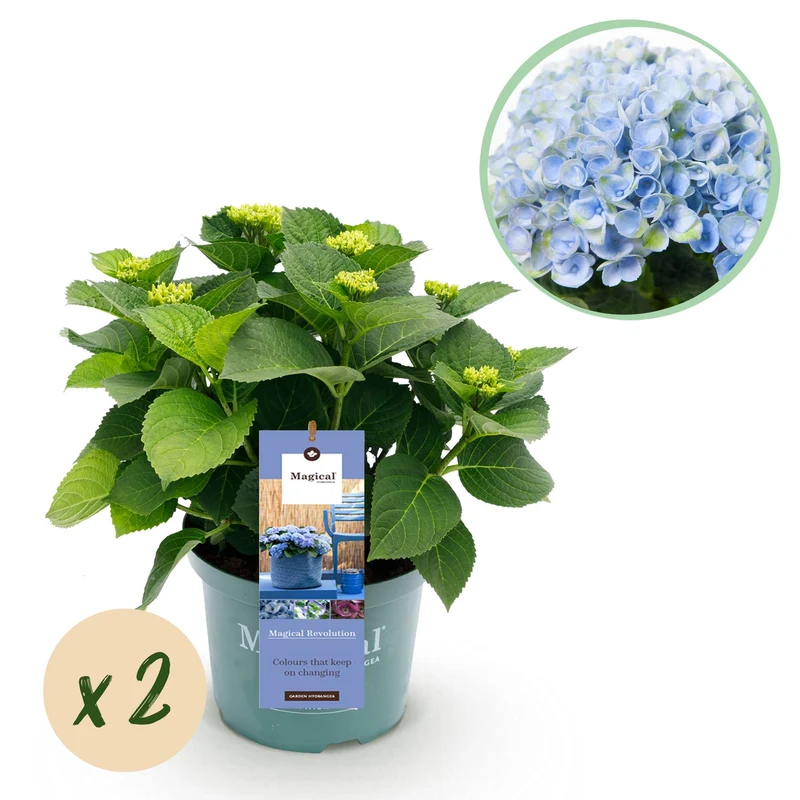 Hortensia