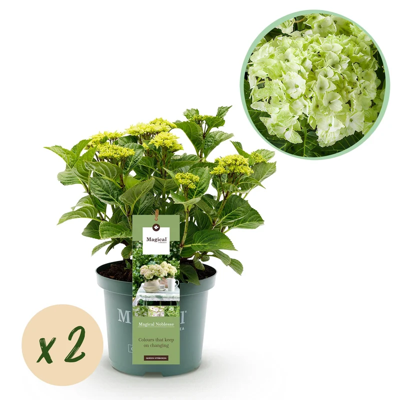 Hortensia
